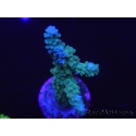 WYSIWYG Acropora muricata Blue 5R2