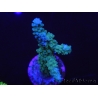 WYSIWYG Acropora muricata Blue 5R2