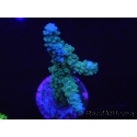 WYSIWYG Acropora muricata Blue 5R2