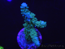 WYSIWYG Acropora muricata Blue 5R2