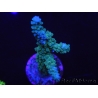 WYSIWYG Acropora muricata Blue 5R2