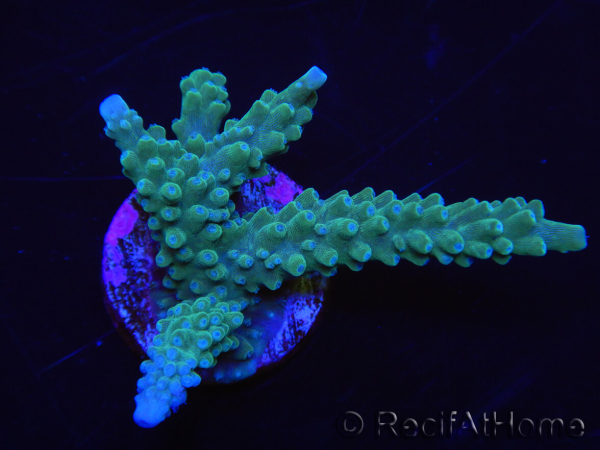 WYSIWYG Acropora muricata Blue 5R3