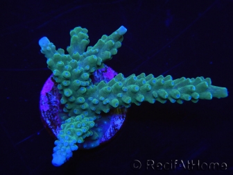 WYSIWYG Acropora muricata Blue 5R3