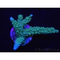 WYSIWYG Acropora muricata Blue 5R3