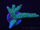 WYSIWYG Acropora muricata Blue 5R3