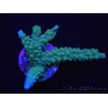 WYSIWYG Acropora muricata Blue 5R3