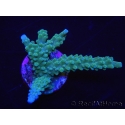 WYSIWYG Acropora muricata Blue 5R3