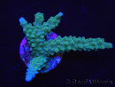 WYSIWYG Acropora muricata Blue 5R3