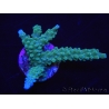 WYSIWYG Acropora muricata Blue 5R3