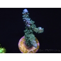 WYSIWYG Acropora muricata Blue 5R2