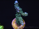 WYSIWYG Acropora muricata Blue 5R2