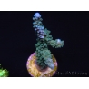 WYSIWYG Acropora muricata Blue 5R2