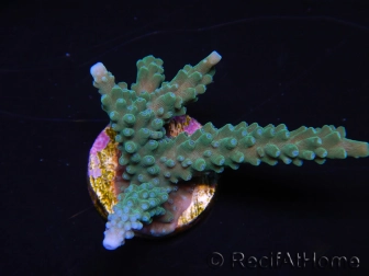 WYSIWYG Acropora muricata Blue 5R3