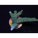WYSIWYG Acropora muricata Blue 5R3