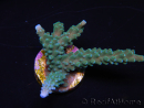 WYSIWYG Acropora muricata Blue 5R3