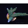 WYSIWYG Acropora muricata Blue 5R3