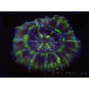 WYSIWYG Homophyllia australis (ex Scolymia) RED 5 cm