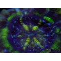 WYSIWYG Homophyllia australis (ex Scolymia) RED 5 cm