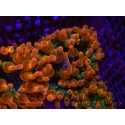 Entacmaea quadricolor Speckeled Red Taille S-M
