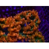 Entacmaea quadricolor Speckeled Red Taille S-M