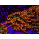 Entacmaea quadricolor Speckeled Red Taille S-M
