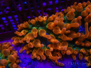 Entacmaea quadricolor Speckeled Red Taille S-M