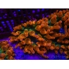 Entacmaea quadricolor Speckeled Red Taille S-M