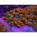 Entacmaea quadricolor Speckeled Red Taille S-M