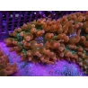 Entacmaea quadricolor Speckeled Red Taille S-M