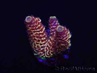WYSIWYG RAH Acropora spathulata Red Devil 5Q4