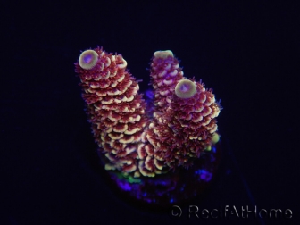 WYSIWYG RAH Acropora spathulata Red Devil 5Q4