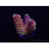 WYSIWYG RAH Acropora spathulata Red Devil 5Q4