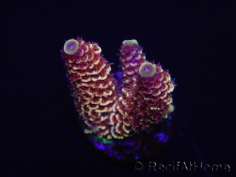 WYSIWYG RAH Acropora spathulata Red Devil 5Q4