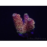 WYSIWYG RAH Acropora spathulata Red Devil 5Q4