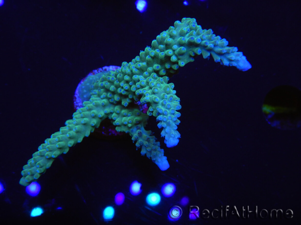 WYSIWYG Acropora muricata Blue 5R4