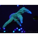 WYSIWYG Acropora muricata Blue 5R4