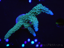 WYSIWYG Acropora muricata Blue 5R4