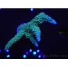 WYSIWYG Acropora muricata Blue 5R4