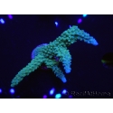 WYSIWYG Acropora muricata Blue 5R4