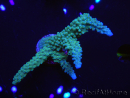 WYSIWYG Acropora muricata Blue 5R4