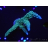 WYSIWYG Acropora muricata Blue 5R4