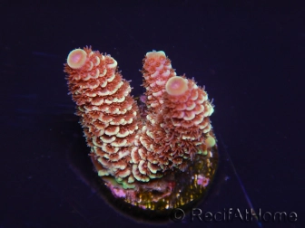WYSIWYG RAH Acropora spathulata Red Devil 5Q4