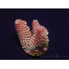 WYSIWYG RAH Acropora spathulata Red Devil 5Q4