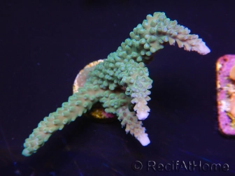 WYSIWYG Acropora muricata Blue 5R4