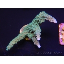 WYSIWYG Acropora muricata Blue 5R4