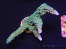 WYSIWYG Acropora muricata Blue 5R4