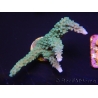 WYSIWYG Acropora muricata Blue 5R4
