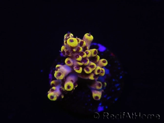 WYSIWYG RAH Acropora Pink Floyd 5O2
