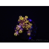WYSIWYG RAH Acropora Pink Floyd 5O2