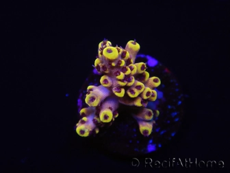 WYSIWYG RAH Acropora Pink Floyd 5O2